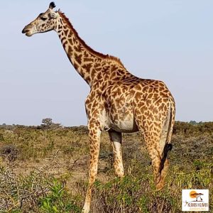 Serengeti National park