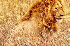 1D4BD3CF-45D7-40B3-AF84-9E3694D76E2E