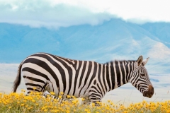 5FCDE81D-DEDE-418F-B008-D1CD73E3F667