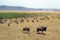 60E78D29-3D12-4DBA-9C56-D254423A5F81