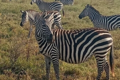 D4D365C7-3BFD-4241-8D98-E0402739D02A