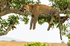Leopard_asleep_in_the_Serengeti