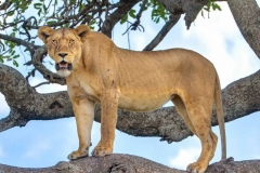 Lion-in-Tree_enfused