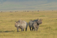 Serengeti Manyara Crater 6 Days Safari Tours
