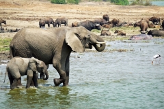 elephant-in-Queen-Elizabeth-National-Park