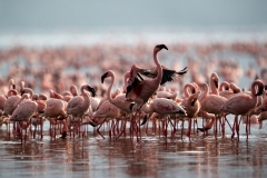 flamingos_smaller