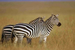 Serengeti Manyara Crater 6 Days Safari Tours