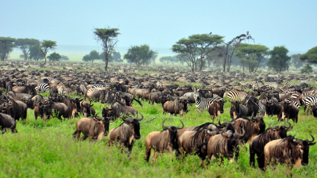 The Serengeti, Northern Tanzania National Park