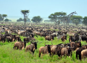 The Serengeti, Northern Tanzania National Park